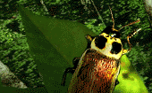 coleoptere001.gif